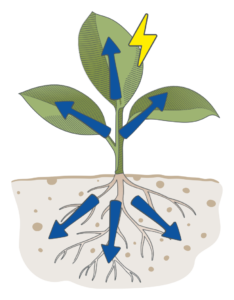 Seedling under a stress event, with growth continuing above and below ground