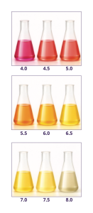 pH colour chart of flasks from red at pH 4.0 through orange to pale yellow at pH 8.0