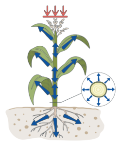 Maize plant with nutrient flow arrows and a stem cross-section detail