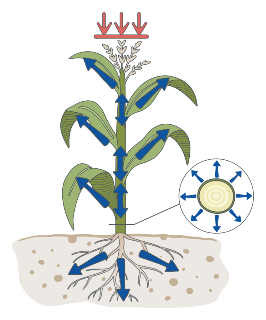 Maize plant with nutrient flow arrows and a stem cross-section detail