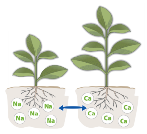 Plant in sodium-stressed soil beside one in calcium-corrected soil