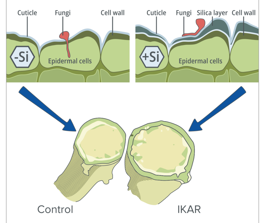 Cell-wall cross-section with and without a silica layer resisting fungal entry