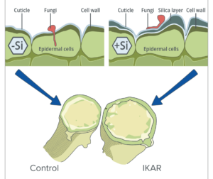 Cell-wall cross-section with and without a silica layer resisting fungal entry