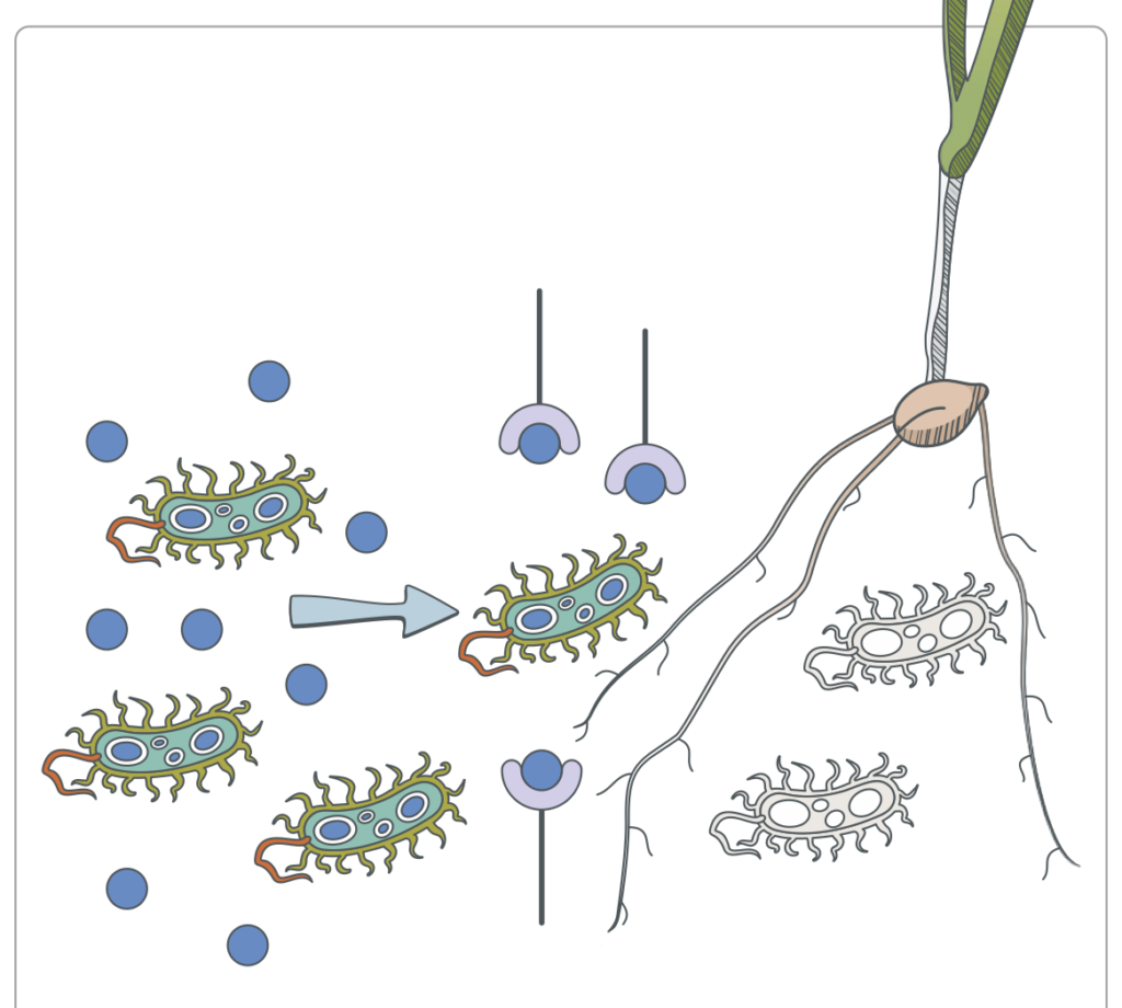 Soil bacteria and root tip illustrating zinc availability in the root zone