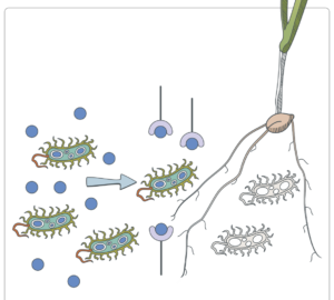 Soil bacteria and root tip illustrating zinc availability in the root zone